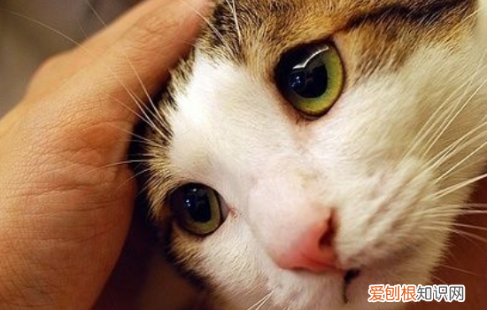 猫不拉屎的原因是什么,猫不拉屎怎么办,猫不拉屎只撒尿，猫不拉屎不拉尿是怎么回事