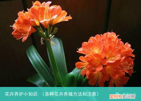 各种花卉养殖方法和注意 花卉养护小知识