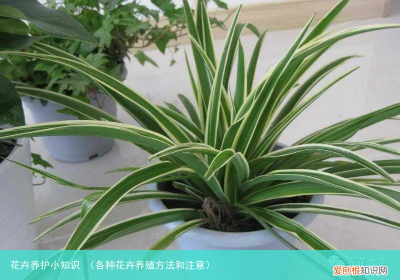 各种花卉养殖方法和注意 花卉养护小知识