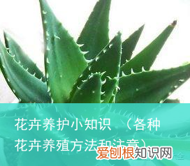 各种花卉养殖方法和注意 花卉养护小知识