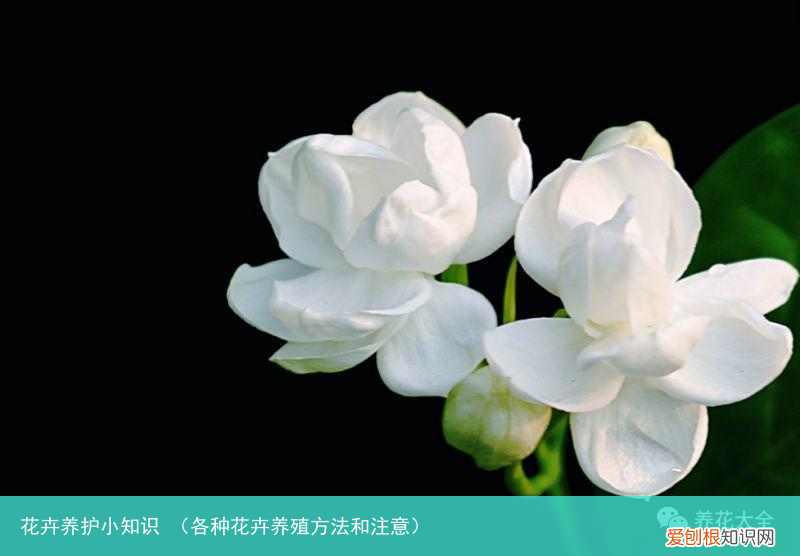 各种花卉养殖方法和注意 花卉养护小知识