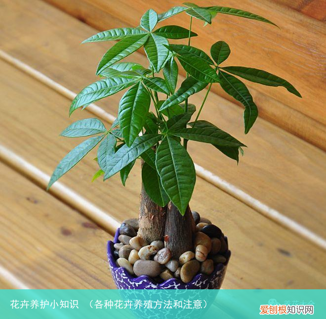 各种花卉养殖方法和注意 花卉养护小知识