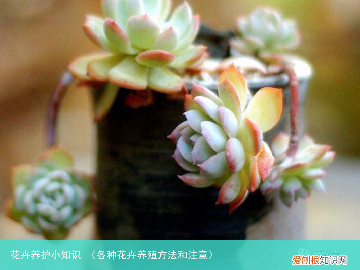 各种花卉养殖方法和注意 花卉养护小知识