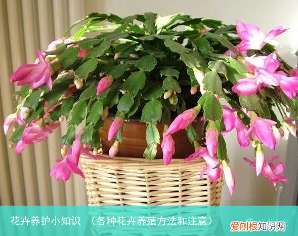 各种花卉养殖方法和注意 花卉养护小知识