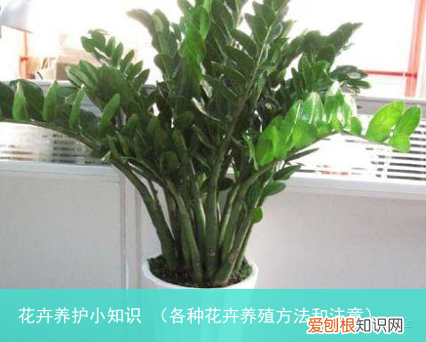 各种花卉养殖方法和注意 花卉养护小知识