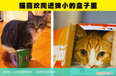 宠物带来的影响 宠物给人们带来哪些困扰