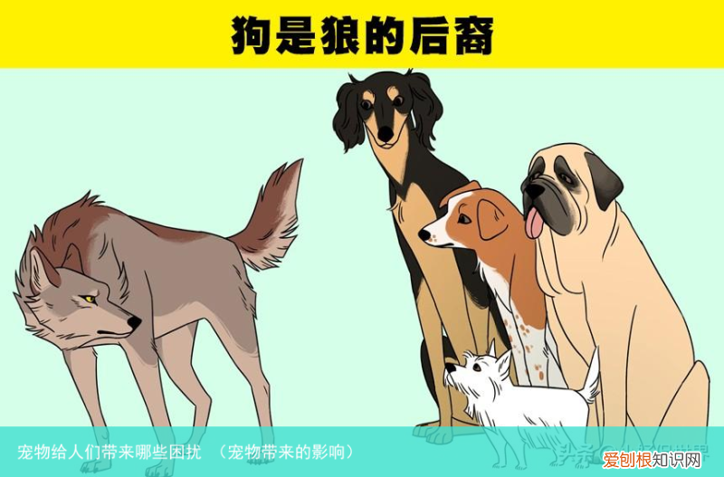 宠物带来的影响 宠物给人们带来哪些困扰