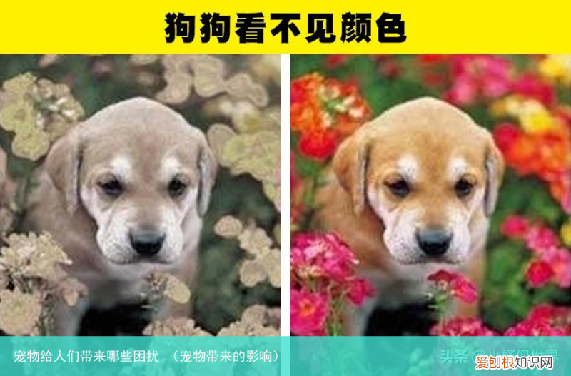 宠物带来的影响 宠物给人们带来哪些困扰