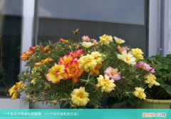 一个月不浇花的方法 一个多月不用浇水的植物