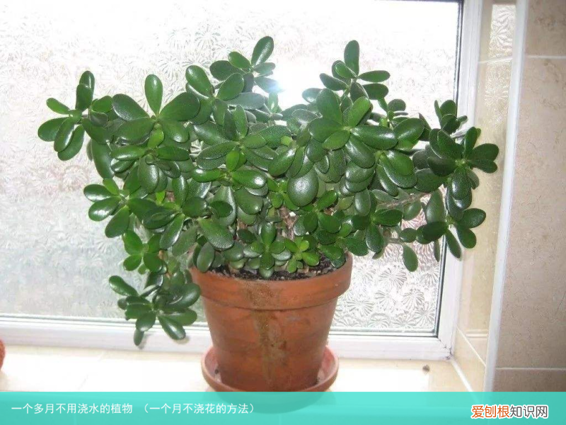 一个月不浇花的方法 一个多月不用浇水的植物