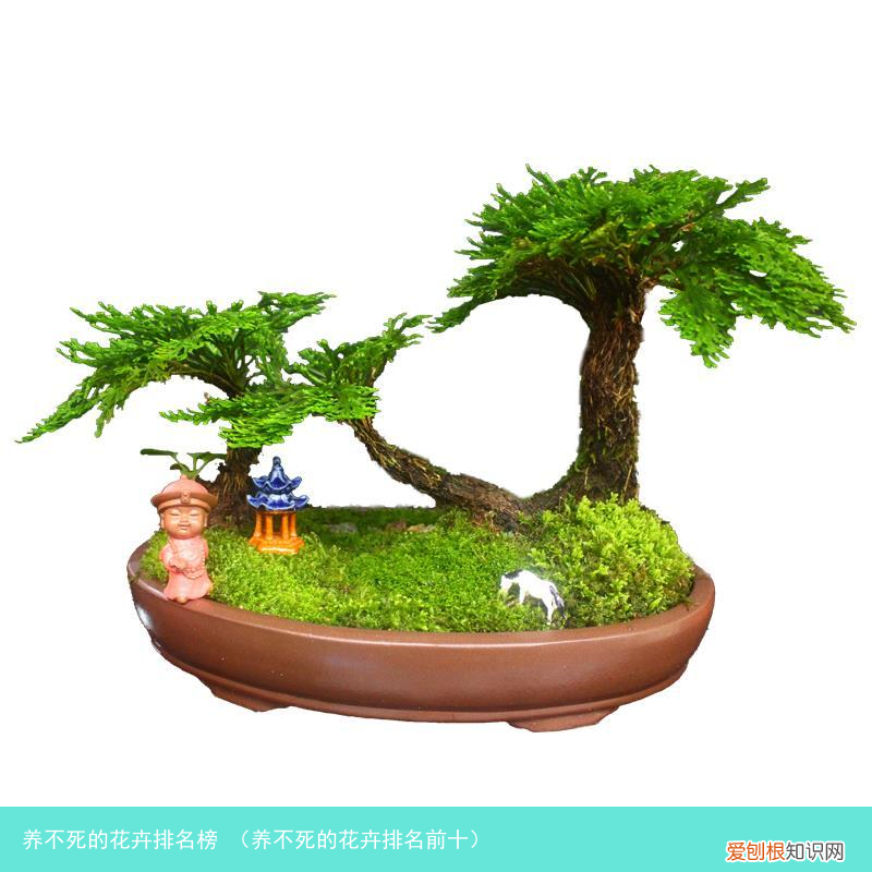 养不死的花卉排名前十 养不死的花卉排名榜