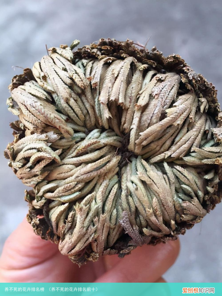 养不死的花卉排名前十 养不死的花卉排名榜