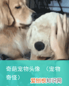 宠物奇怪 奇葩宠物头像