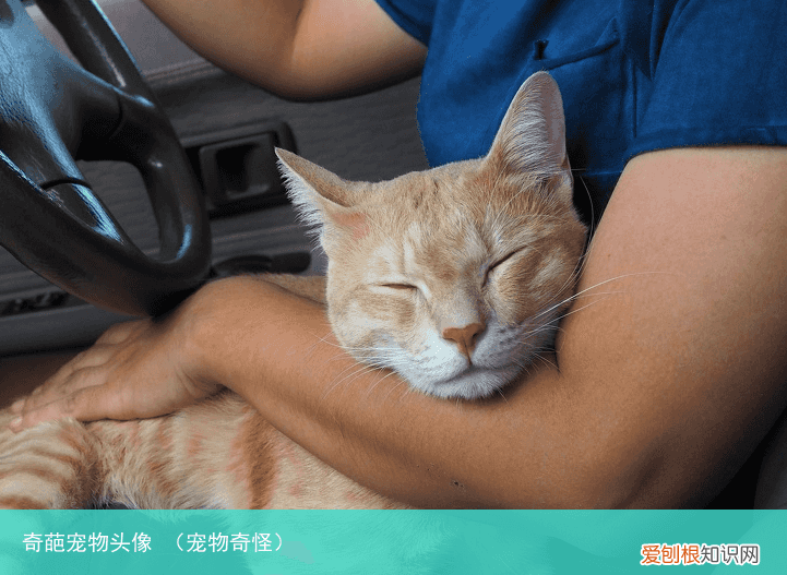 宠物奇怪 奇葩宠物头像