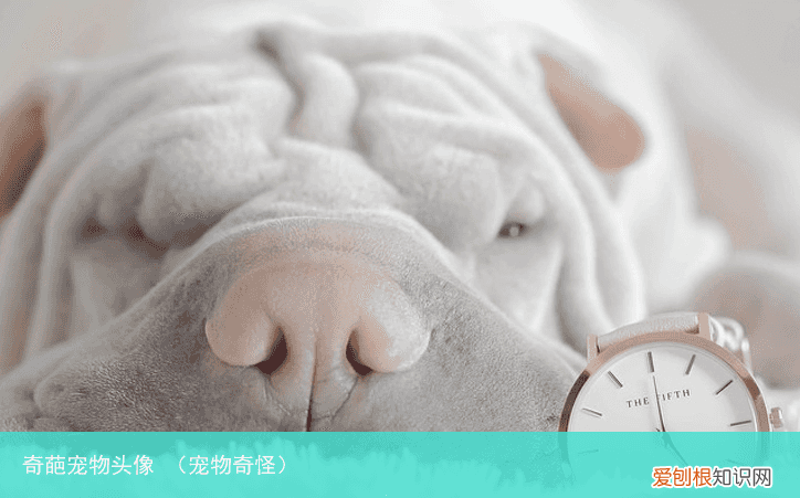 宠物奇怪 奇葩宠物头像