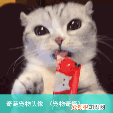 宠物奇怪 奇葩宠物头像