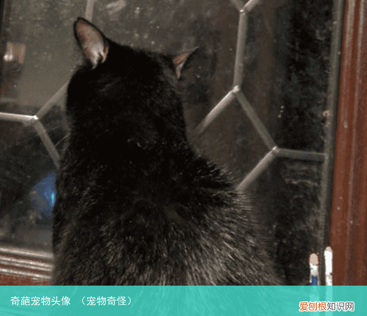 宠物奇怪 奇葩宠物头像