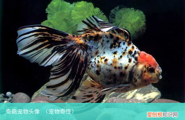 宠物奇怪 奇葩宠物头像