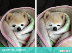 宠物奇怪 奇葩宠物头像