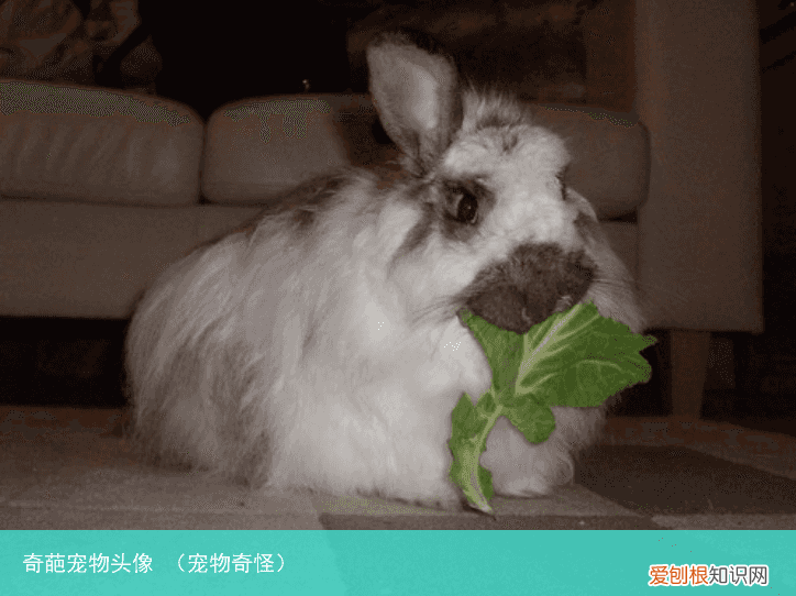 宠物奇怪 奇葩宠物头像
