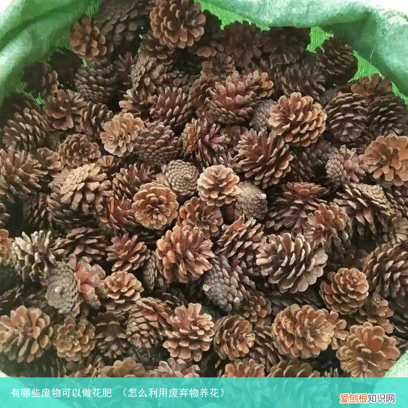 怎么利用废弃物养花 有哪些废物可以做花肥