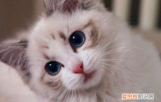 母猫不绝育会怎么样,母猫不绝育也不交配,母猫不绝育要注意什么，母猫不绝育要紧吗