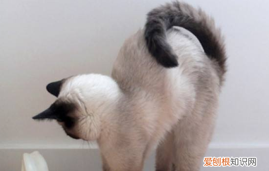 母猫不绝育会怎么样,母猫不绝育也不交配,母猫不绝育要注意什么，母猫不绝育要紧吗