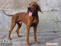 波音达猎犬卧倒怎么训练，波音达猎犬趴下训练教程