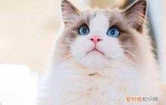 猫艾滋病,猫艾滋病症状,猫艾滋能治愈吗，猫艾滋病可以治愈吗