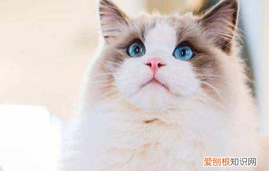猫艾滋病,猫艾滋病症状,猫艾滋能治愈吗，猫艾滋病可以治愈吗