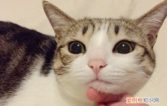 猫眼部有红血丝,猫眼球变红血丝,猫眼白有一条红血丝，猫眼睛里有红色血丝