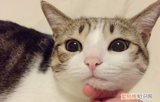 猫眼部有红血丝,猫眼球变红血丝,猫眼白有一条红血丝，猫眼睛里有红色血丝