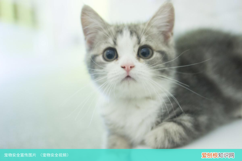 宠物安全视频 宠物安全宣传图片