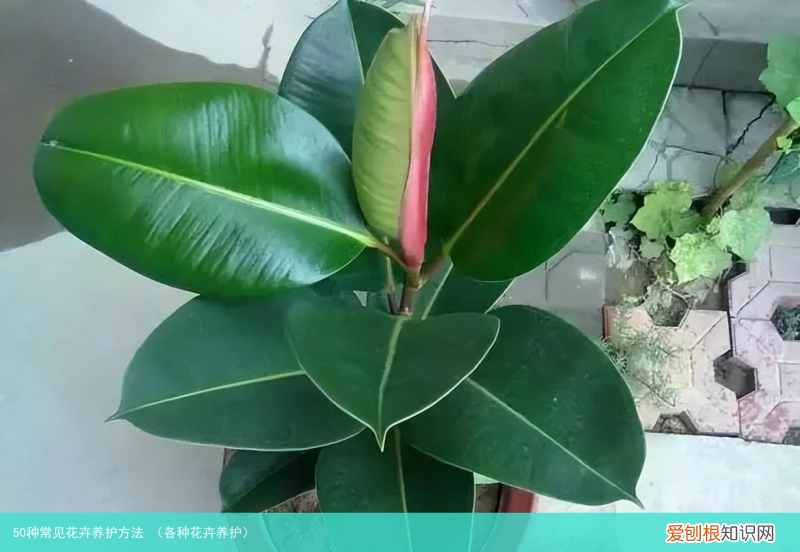 各种花卉养护 50种常见花卉养护方法