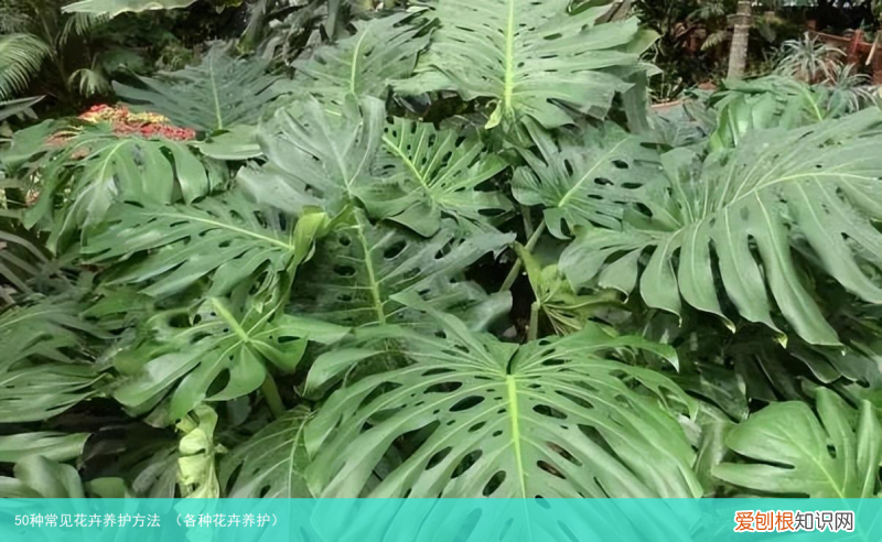 各种花卉养护 50种常见花卉养护方法