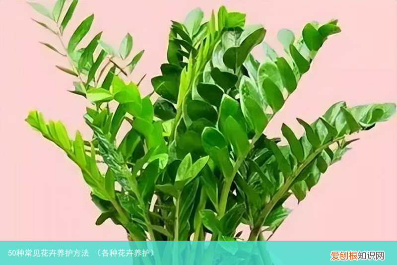 各种花卉养护 50种常见花卉养护方法