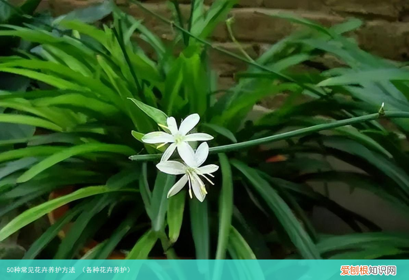 各种花卉养护 50种常见花卉养护方法