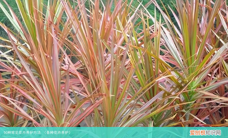 各种花卉养护 50种常见花卉养护方法