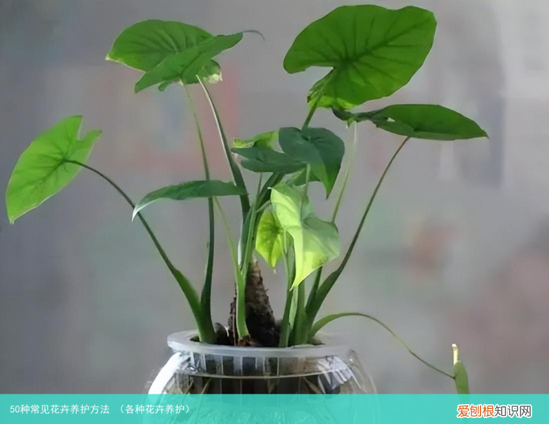 各种花卉养护 50种常见花卉养护方法