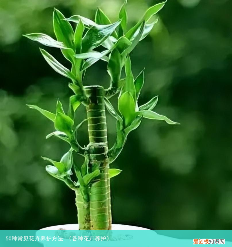 各种花卉养护 50种常见花卉养护方法