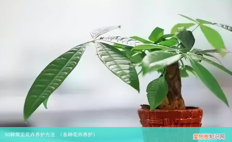 各种花卉养护 50种常见花卉养护方法