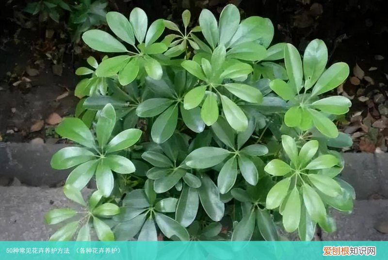 各种花卉养护 50种常见花卉养护方法