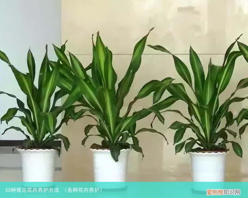 各种花卉养护 50种常见花卉养护方法