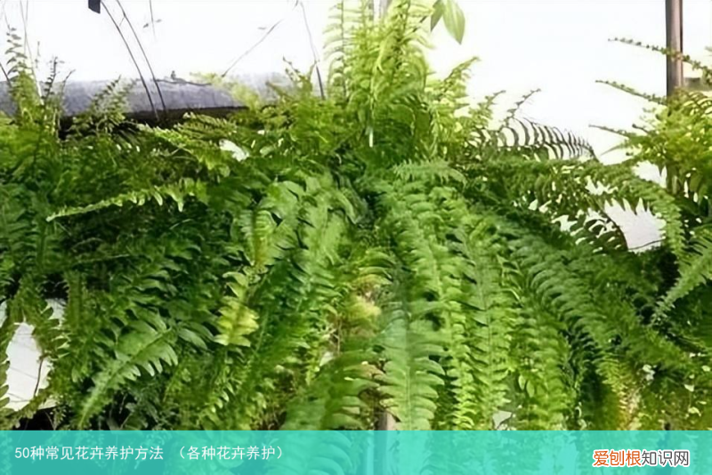各种花卉养护 50种常见花卉养护方法