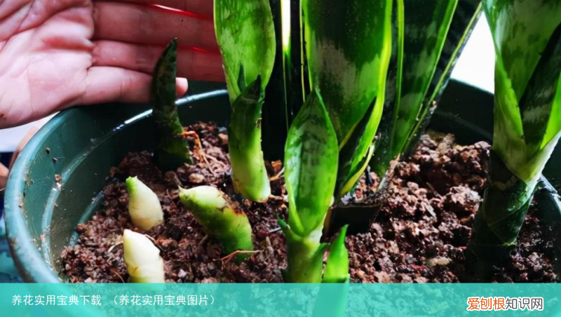 养花实用宝典图片 养花实用宝典下载