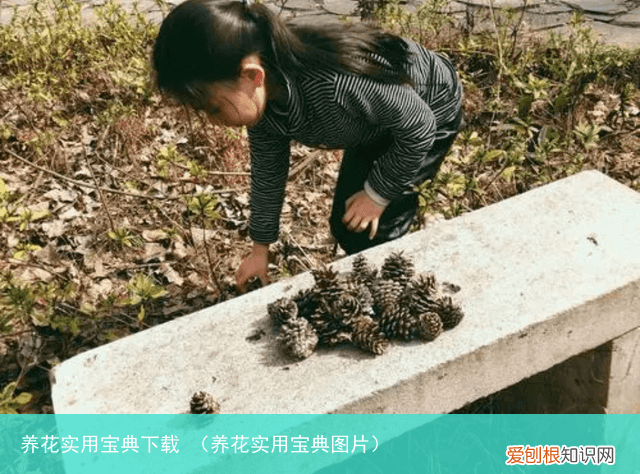 养花实用宝典图片 养花实用宝典下载