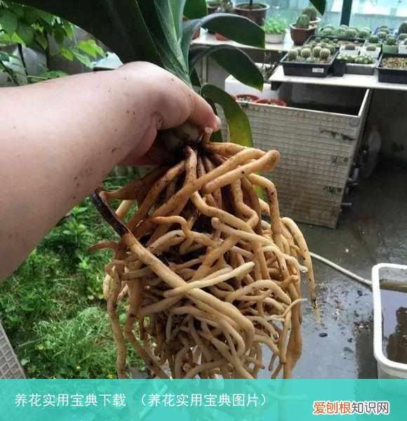 养花实用宝典图片 养花实用宝典下载
