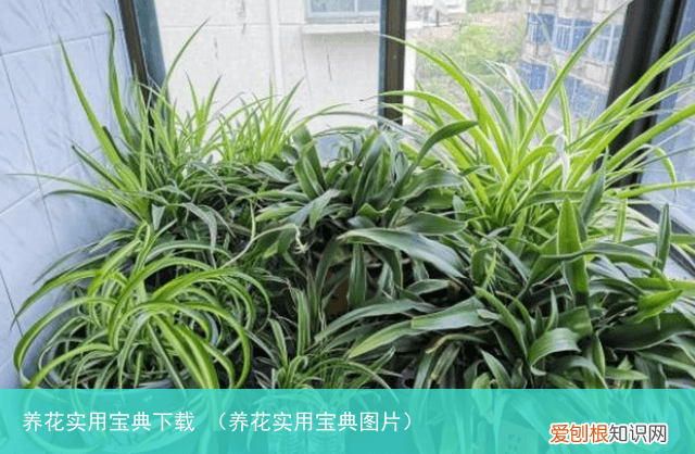 养花实用宝典图片 养花实用宝典下载