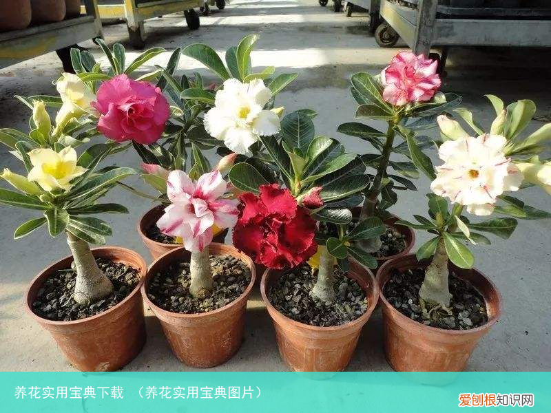 养花实用宝典图片 养花实用宝典下载