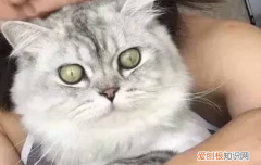猫可以吃避孕药不,猫可以吃甲地孕酮避孕吗,给母猫吃什么可以避孕，猫咪可以吃避孕药吗